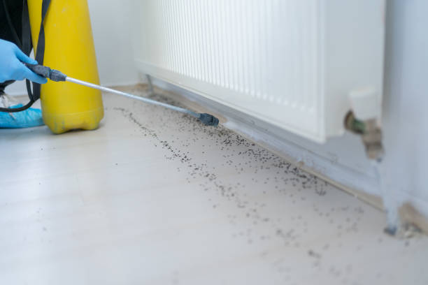 Best Emergency Pest Control  in Val Verde Park, TX
